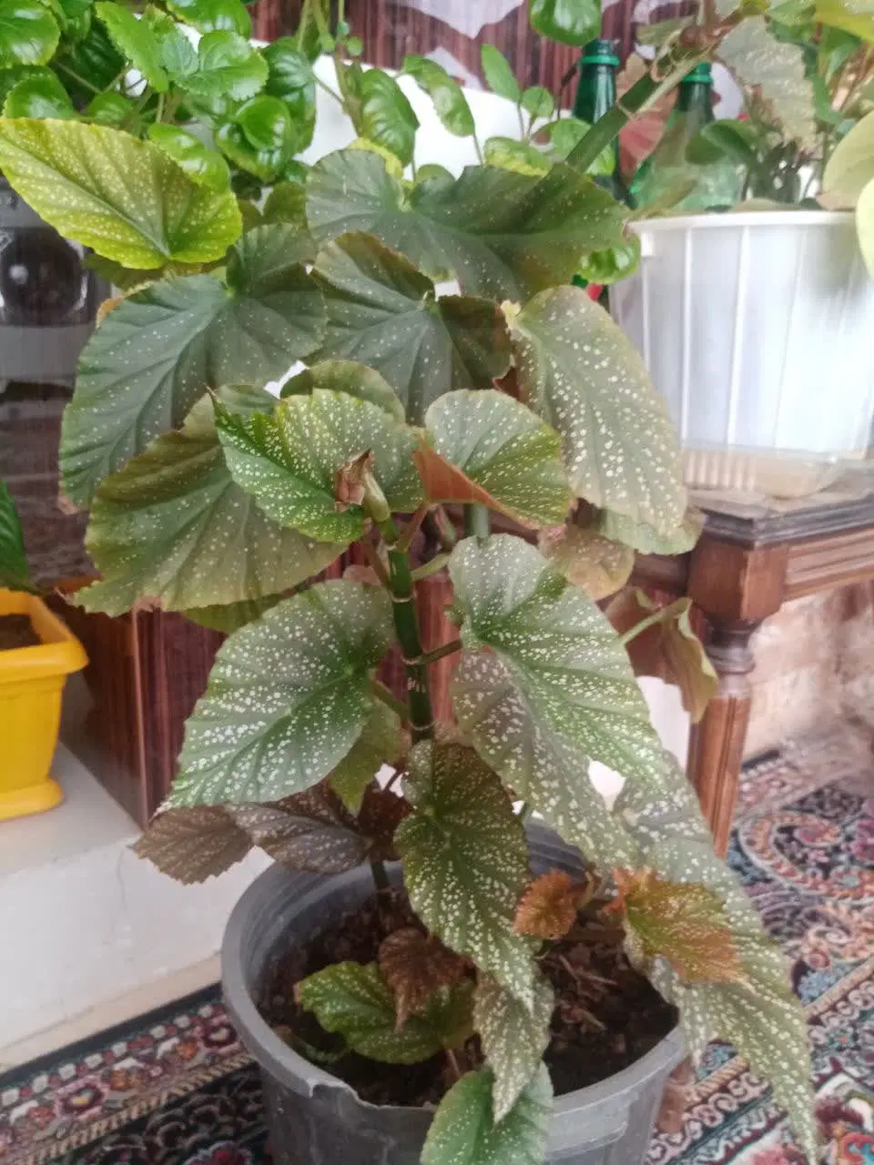 گل خوب|گل و گیاه طبیعی|هشتگرد, فاز ۲ مهستان|دیوار