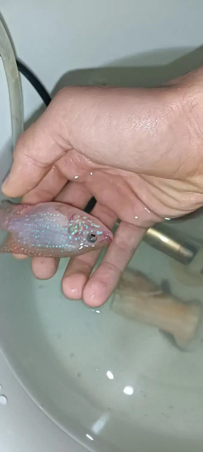 ماهی جوعل|ماهی|سرشیو, |دیوار