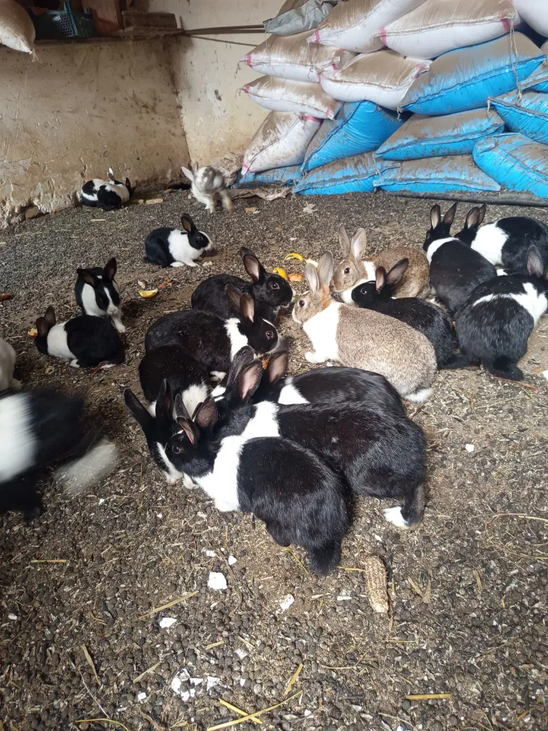 خرگوش|موش و خرگوش|فاضل آباد, |دیوار