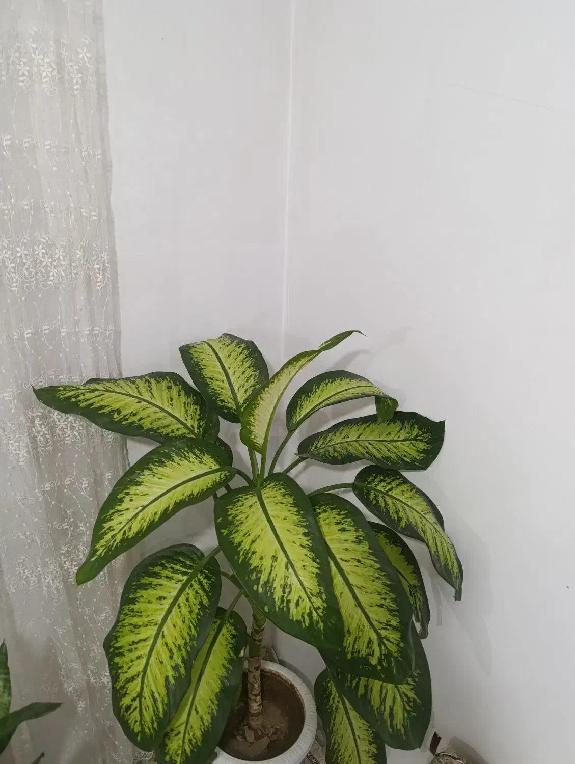 گل دیفن بزرگ و زیبا|گل و گیاه طبیعی|سنندج, |دیوار