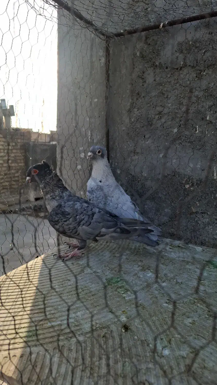 کبوتر موشی سرور سینه ای|پرنده|لنجان, |دیوار