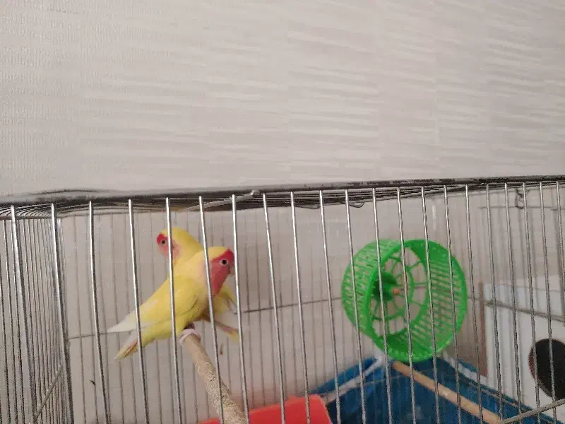 عروس هلندی وطوطی برزیلی|پرنده|نجف‌آباد, کشاورز|دیوار