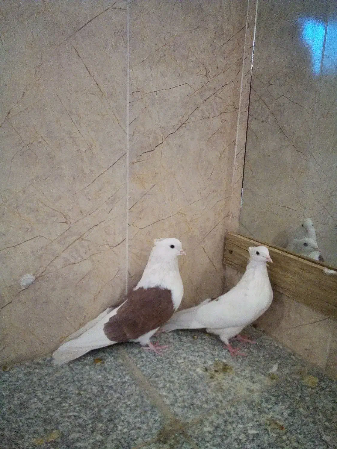 کبوتر|پرنده|اصفهان, سپاهان‌شهر|دیوار