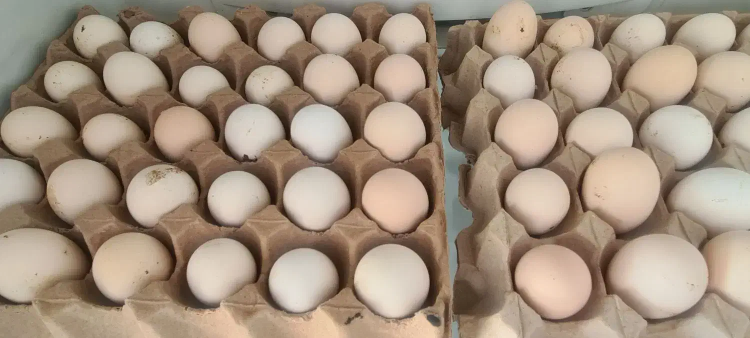 تخم مرغ گلین و خروس گلین|حیوانات مزرعه|ماهدشت, |دیوار