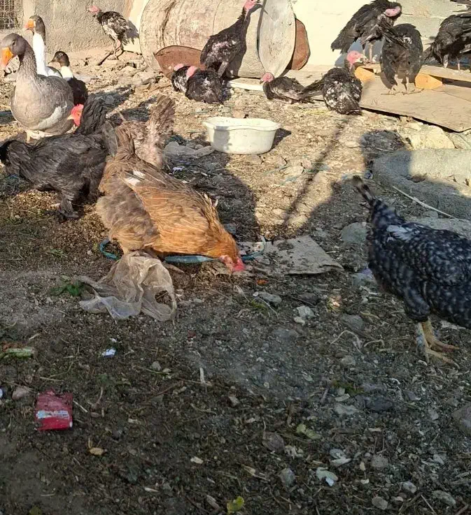 مرغ رسمی تخم گذار|حیوانات مزرعه|رودهن, |دیوار