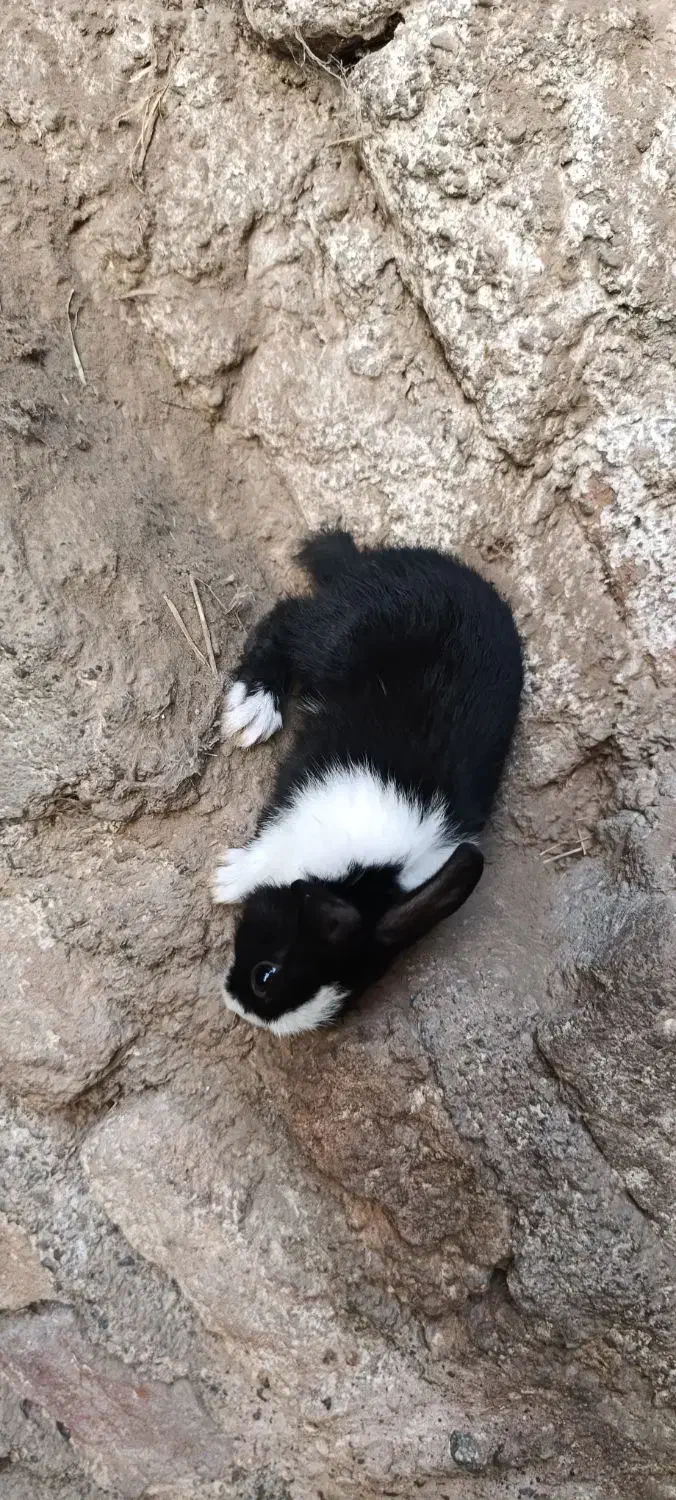 خرگوش بزرگ و کوچک|موش و خرگوش|بم, |دیوار