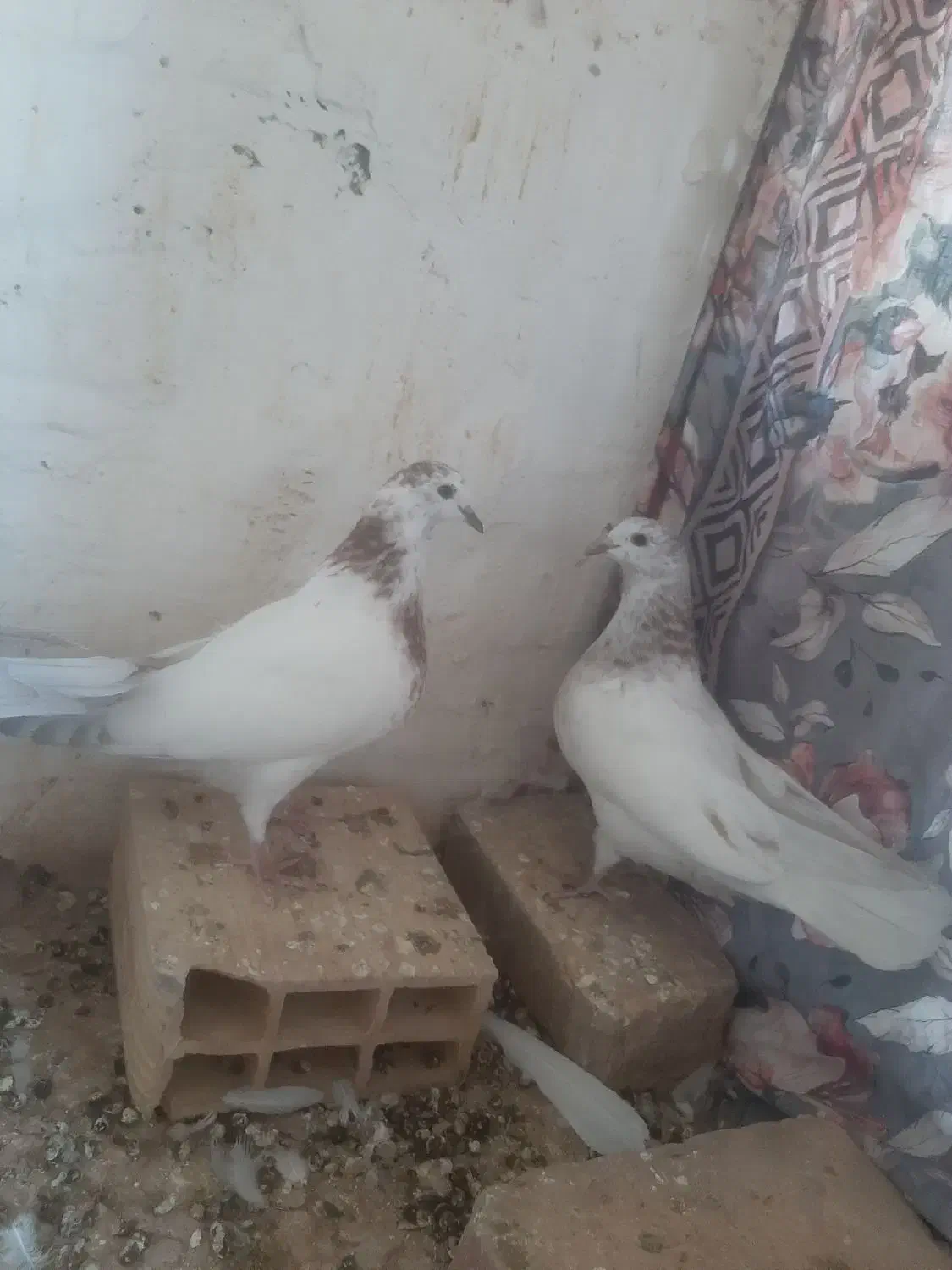 کفتر|پرنده|اردکان, |دیوار