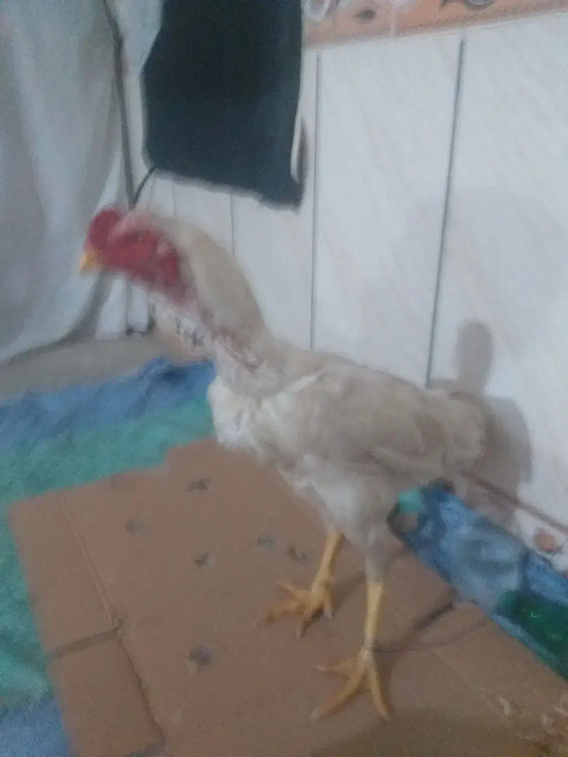 خروس لاری|حیوانات مزرعه|مینودشت, |دیوار