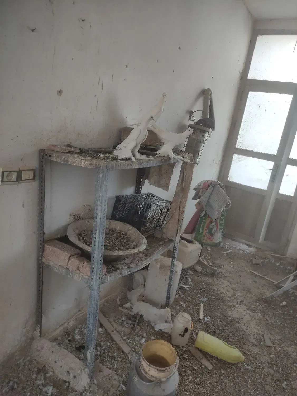 کبوتر طوقی وپارپارلی ودمی|پرنده|خسروشاه, |دیوار