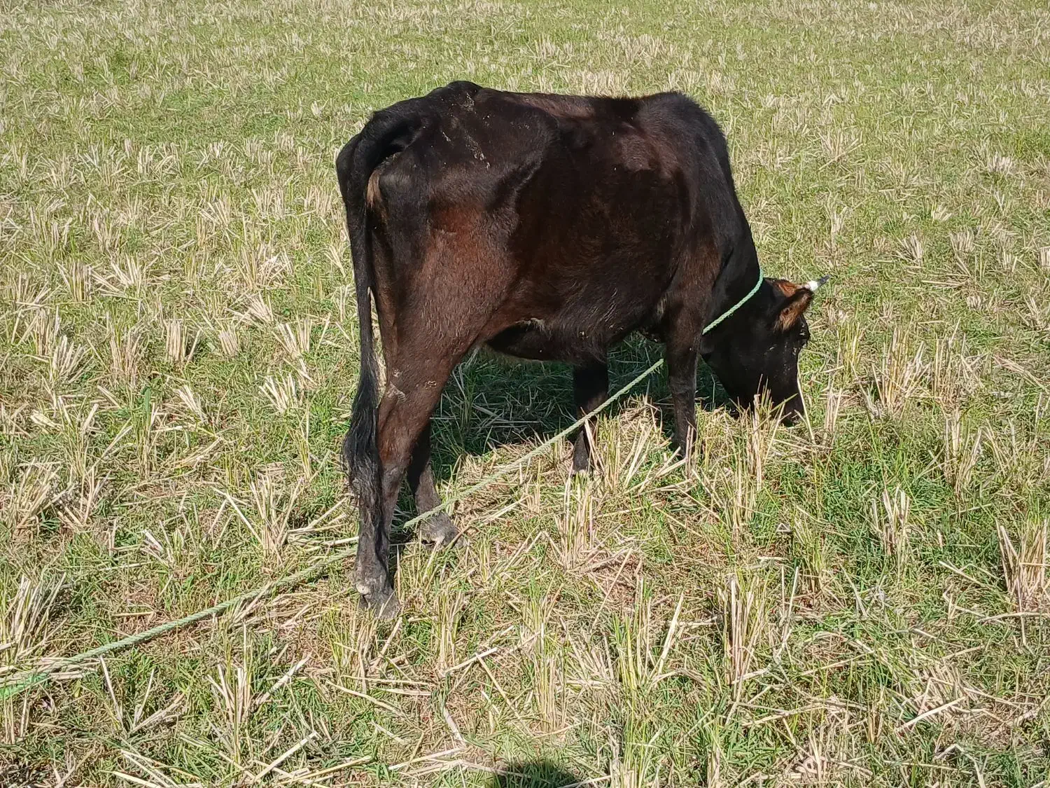 گاو با گوساله ماده|حیوانات مزرعه|صومعه‌سرا, |دیوار