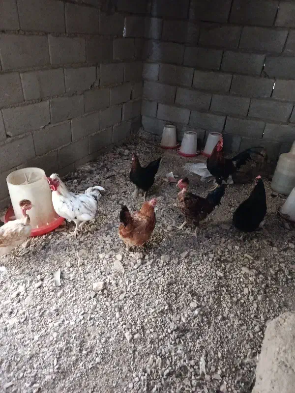 مرغ خروس|حیوانات مزرعه|شاهین‌شهر, شهرک میلاد|دیوار