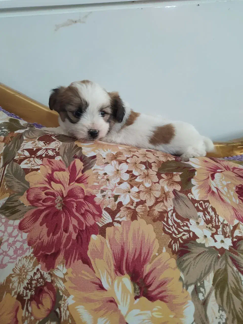 شیتزو|سگ|تاکستان, |دیوار