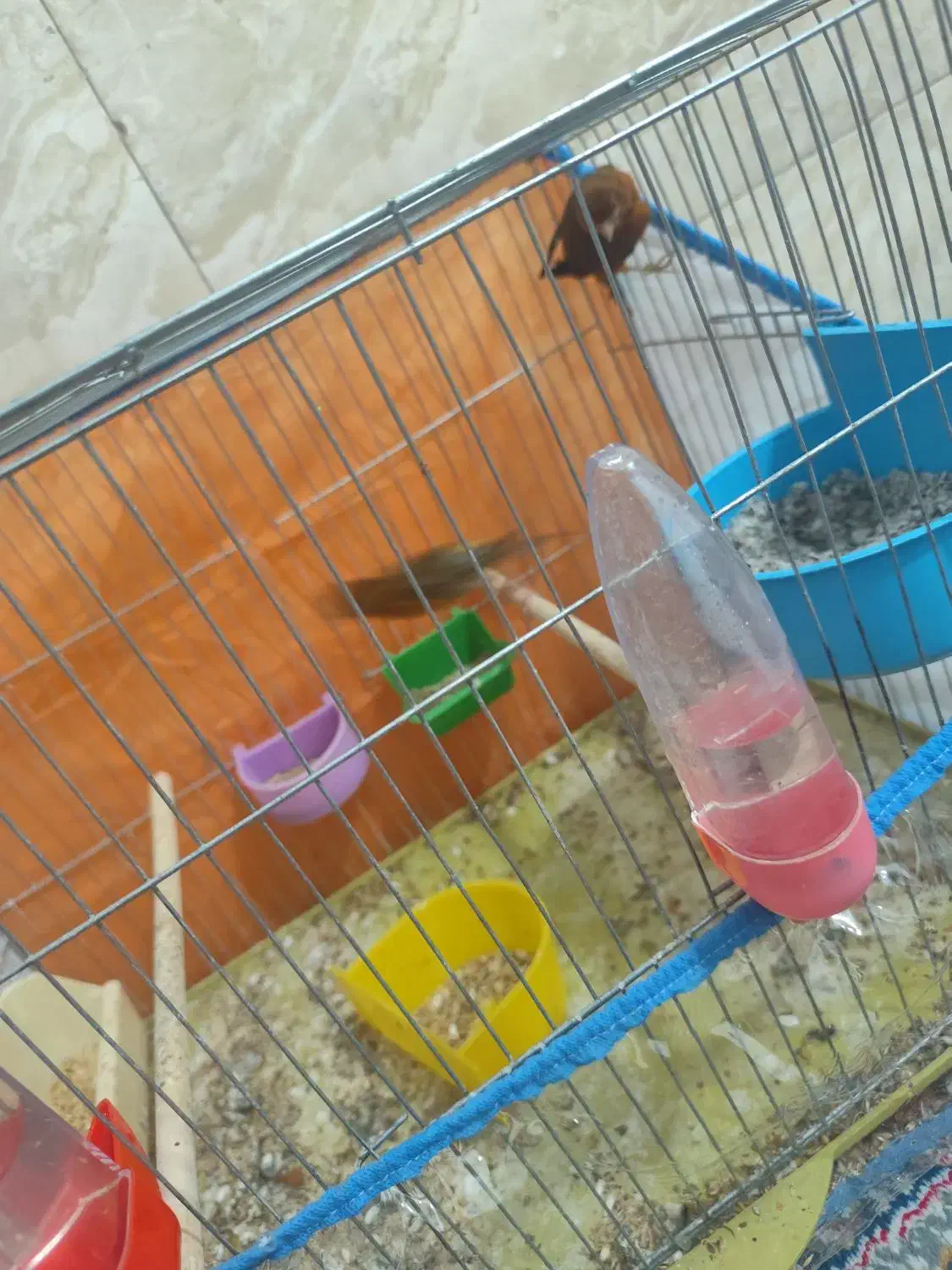 قناری|پرنده|شیراز, کوشک میدان|دیوار