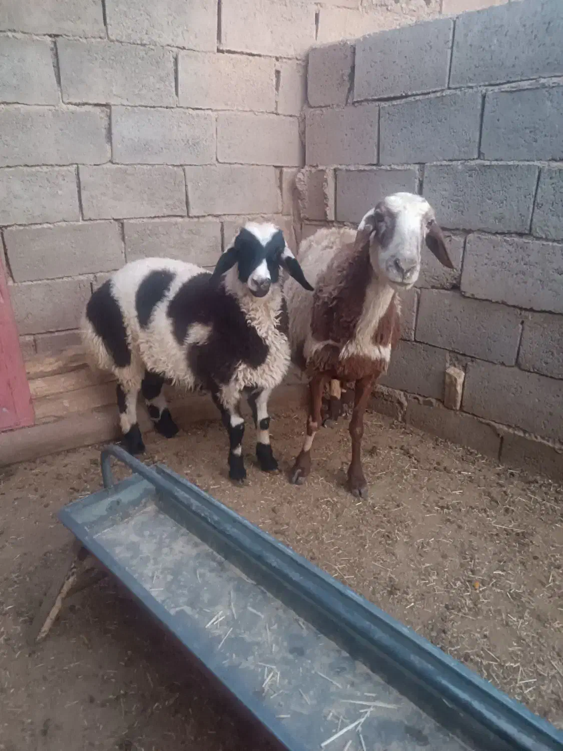 یک عدد میش بره نر|حیوانات مزرعه|قائن, |دیوار