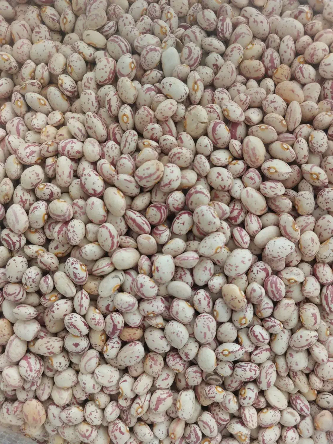 لوبیا چیتی دست چین|خوردنی و آشامیدنی|بهمن صغاد, |دیوار