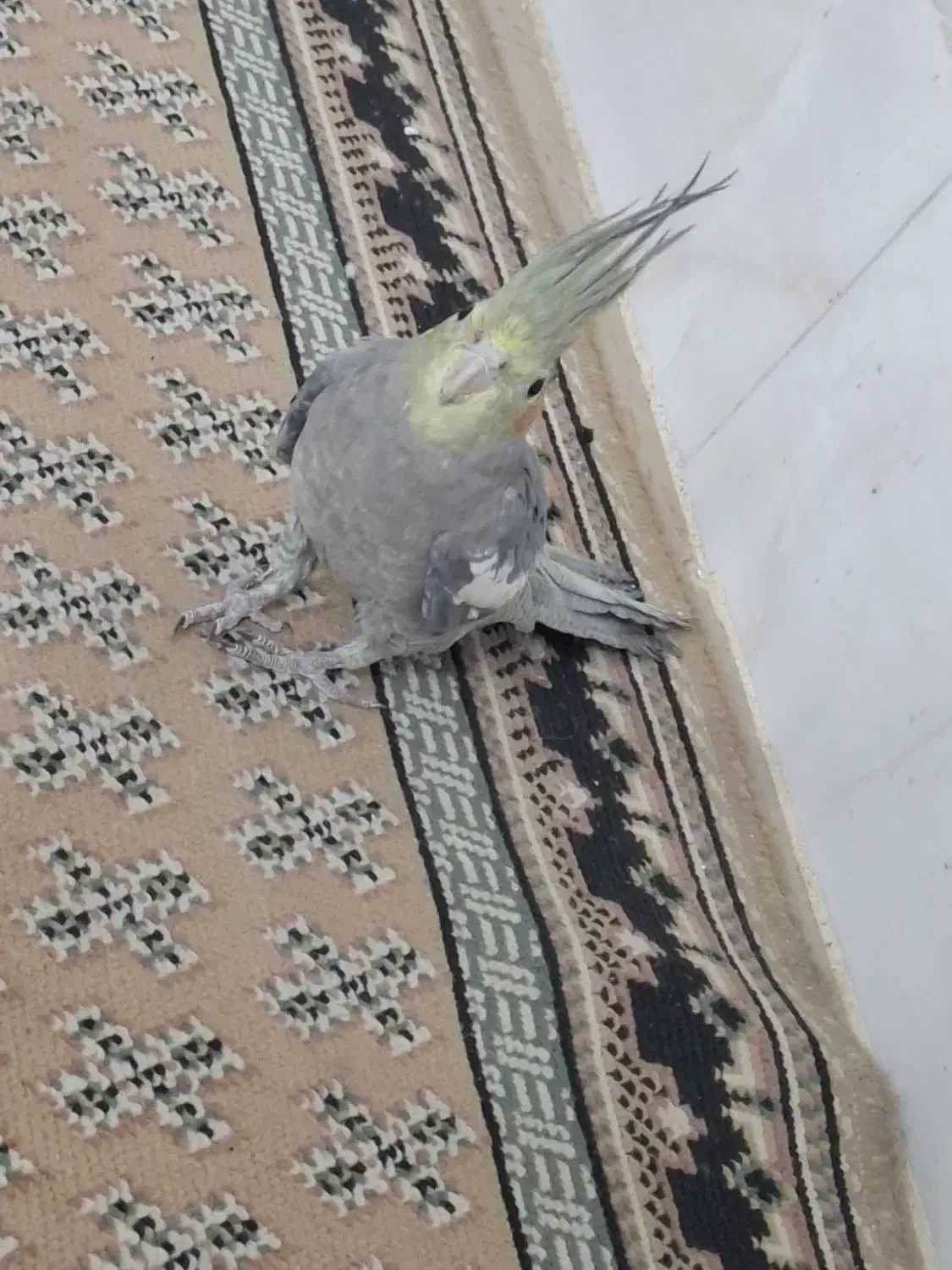 فورشی پرند|پرنده|بروجرد, |دیوار