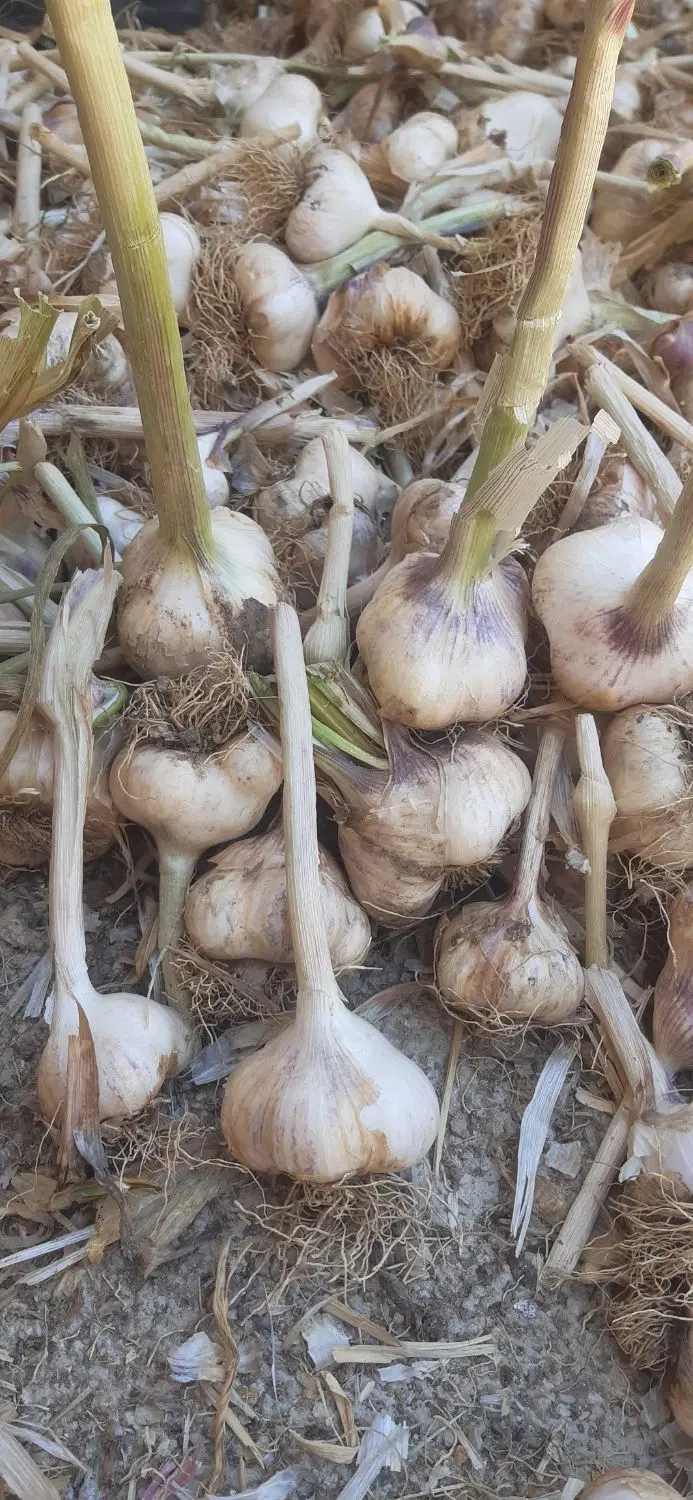سیر تازه|خوردنی و آشامیدنی|ملایر, |دیوار