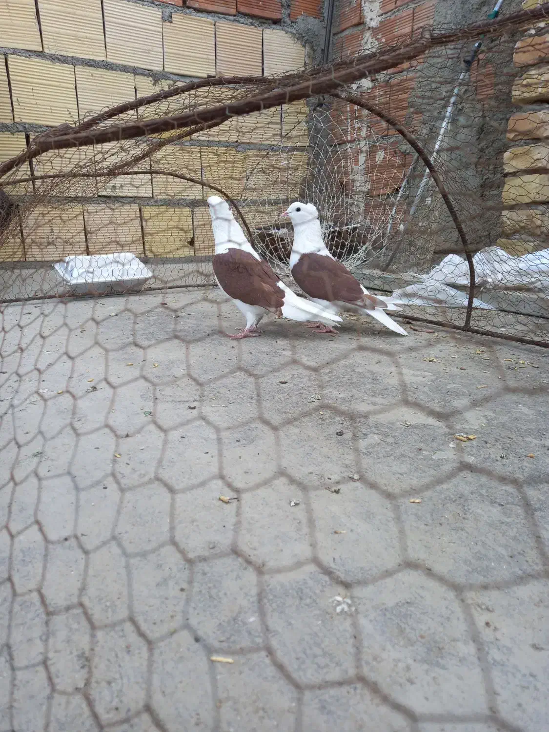 کبوتر فروشی|پرنده|قوچان, |دیوار