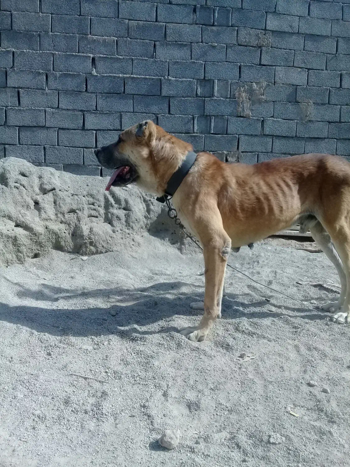 سرابی|سگ|ماهدشت, |دیوار