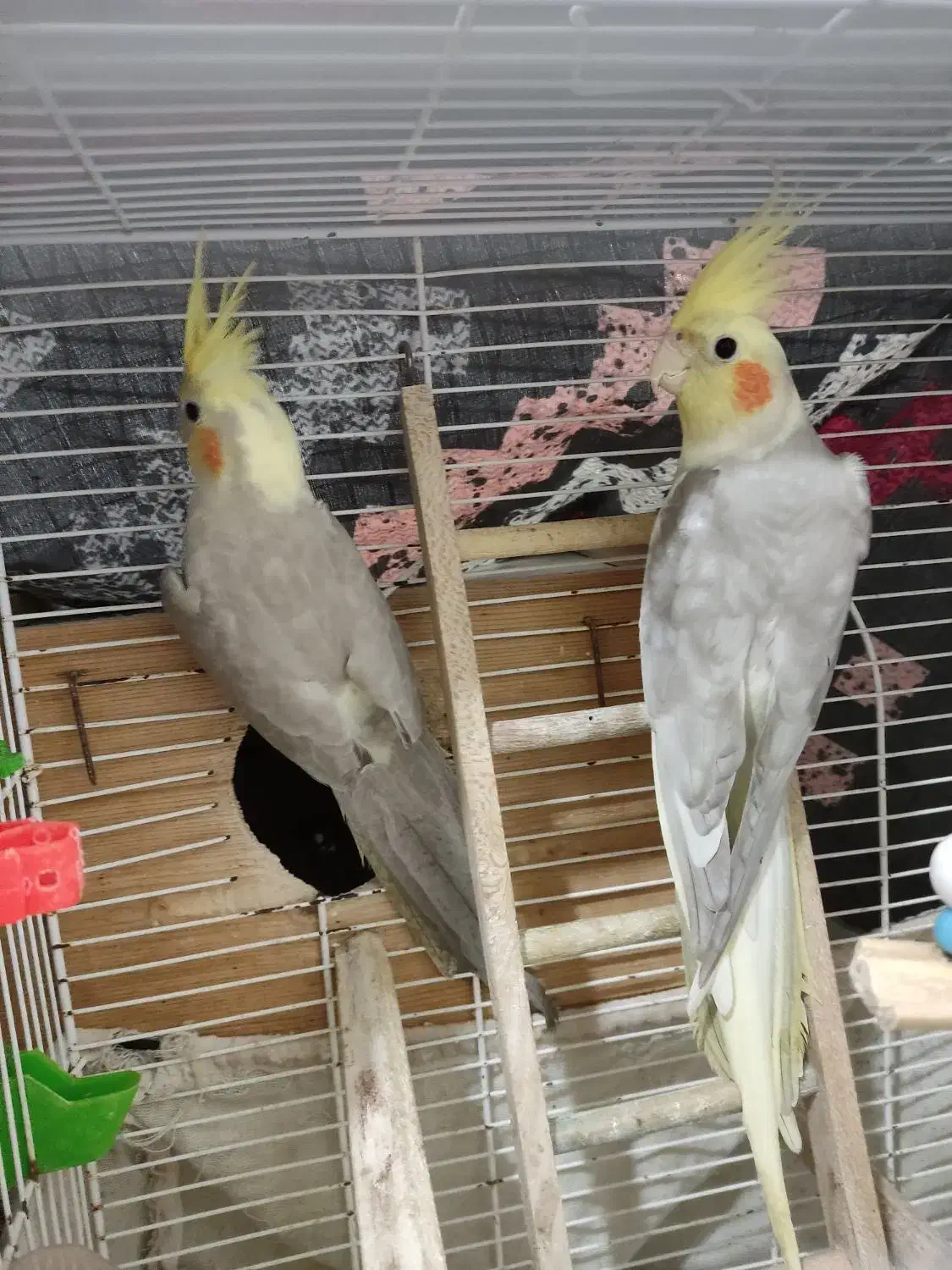 پرنده عروس هلندی|پرنده|کیاشهر, |دیوار