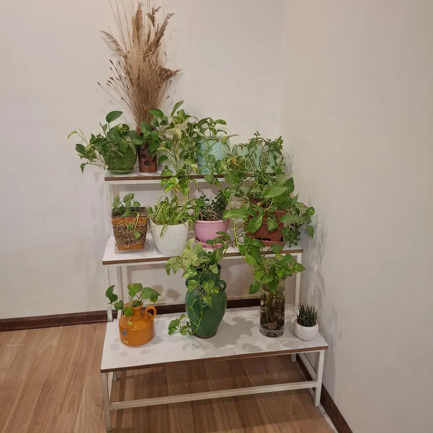 استند گل|گل و گیاه طبیعی|فردیس, خیام غربی|دیوار