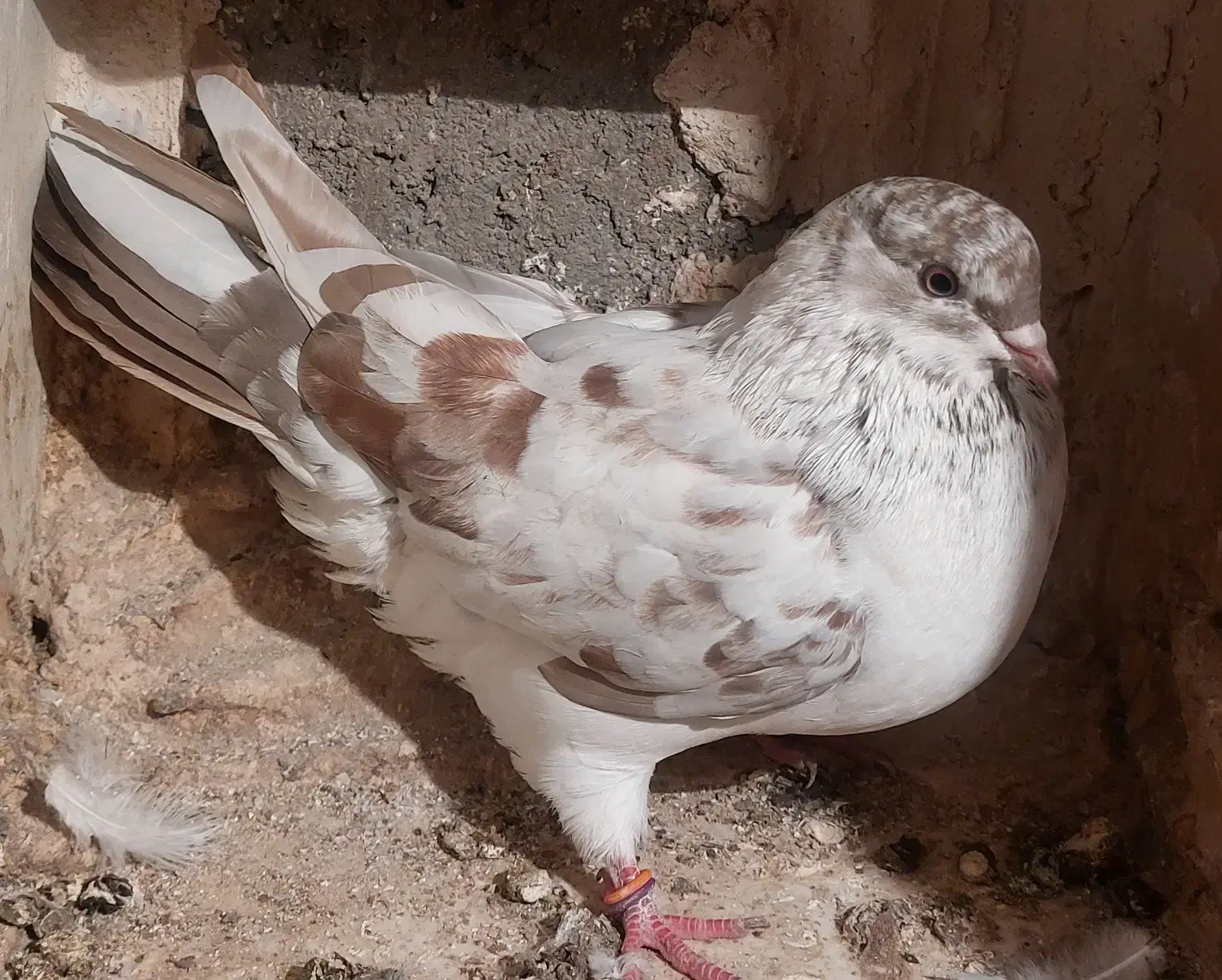 کفتر پرشی|پرنده|مشگین شهر, |دیوار