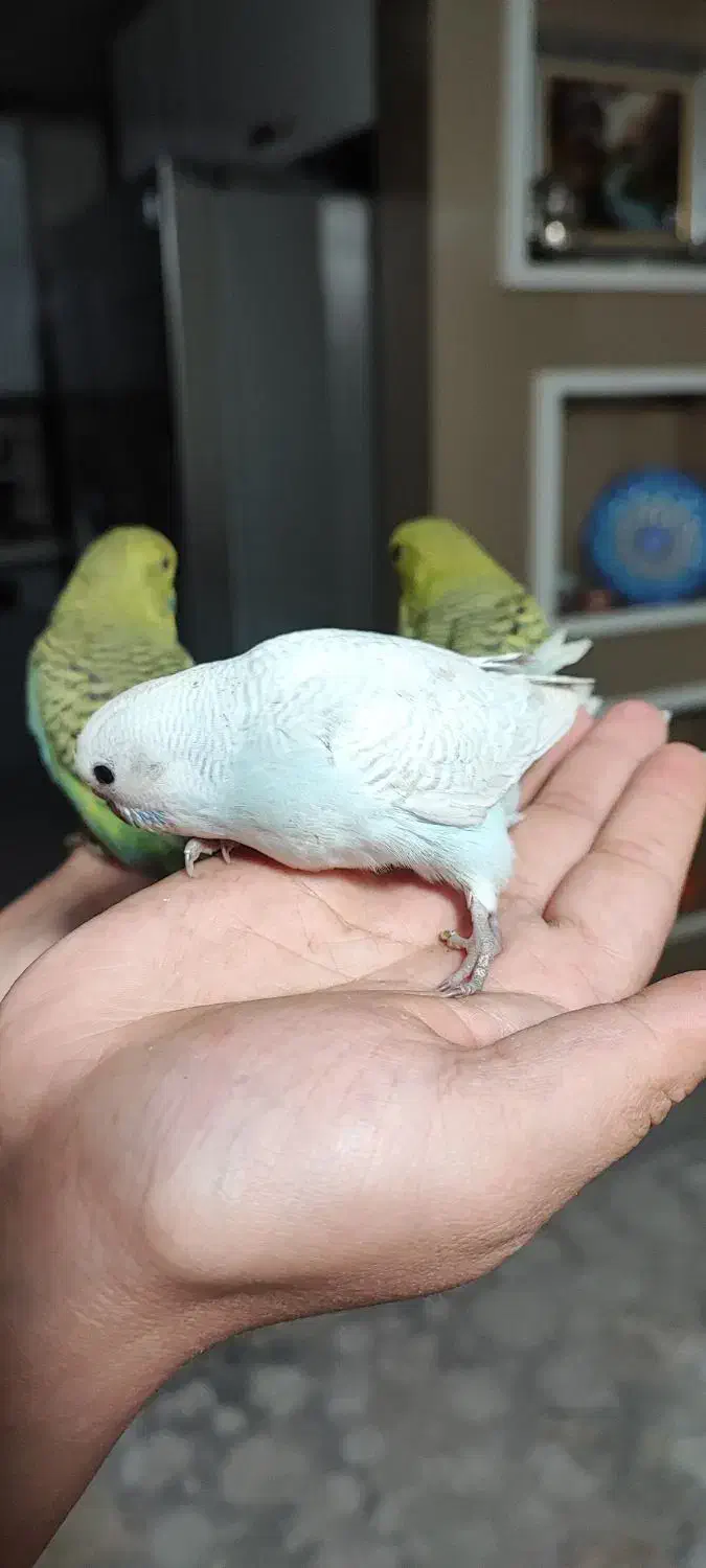 جوجه مرغ عشق اینگیلیسی|پرنده|اندیشه, اندیشه فاز ۴|دیوار