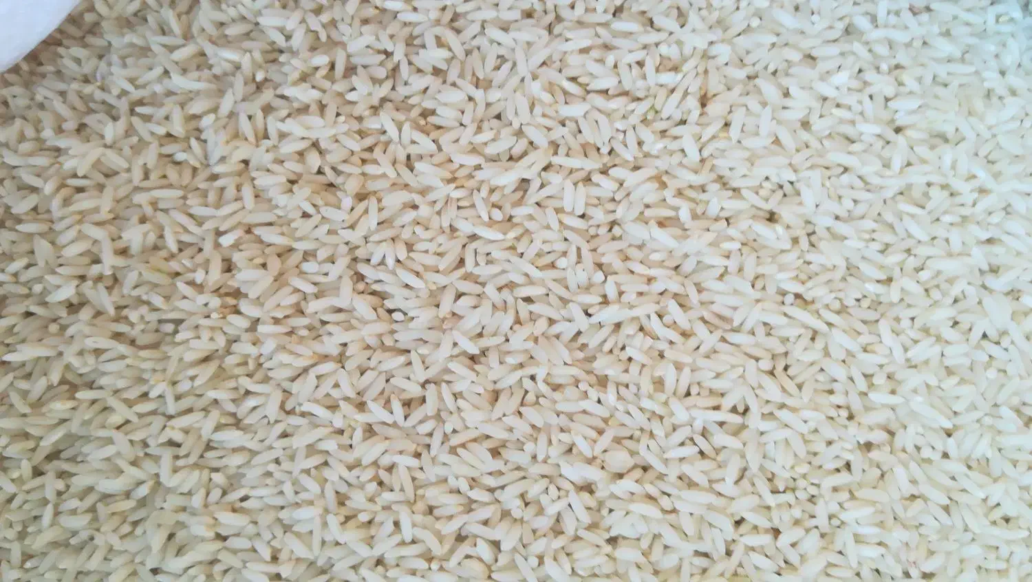 برنج خوش پخت علی کاظمی|خوردنی و آشامیدنی|بروجرد, |دیوار