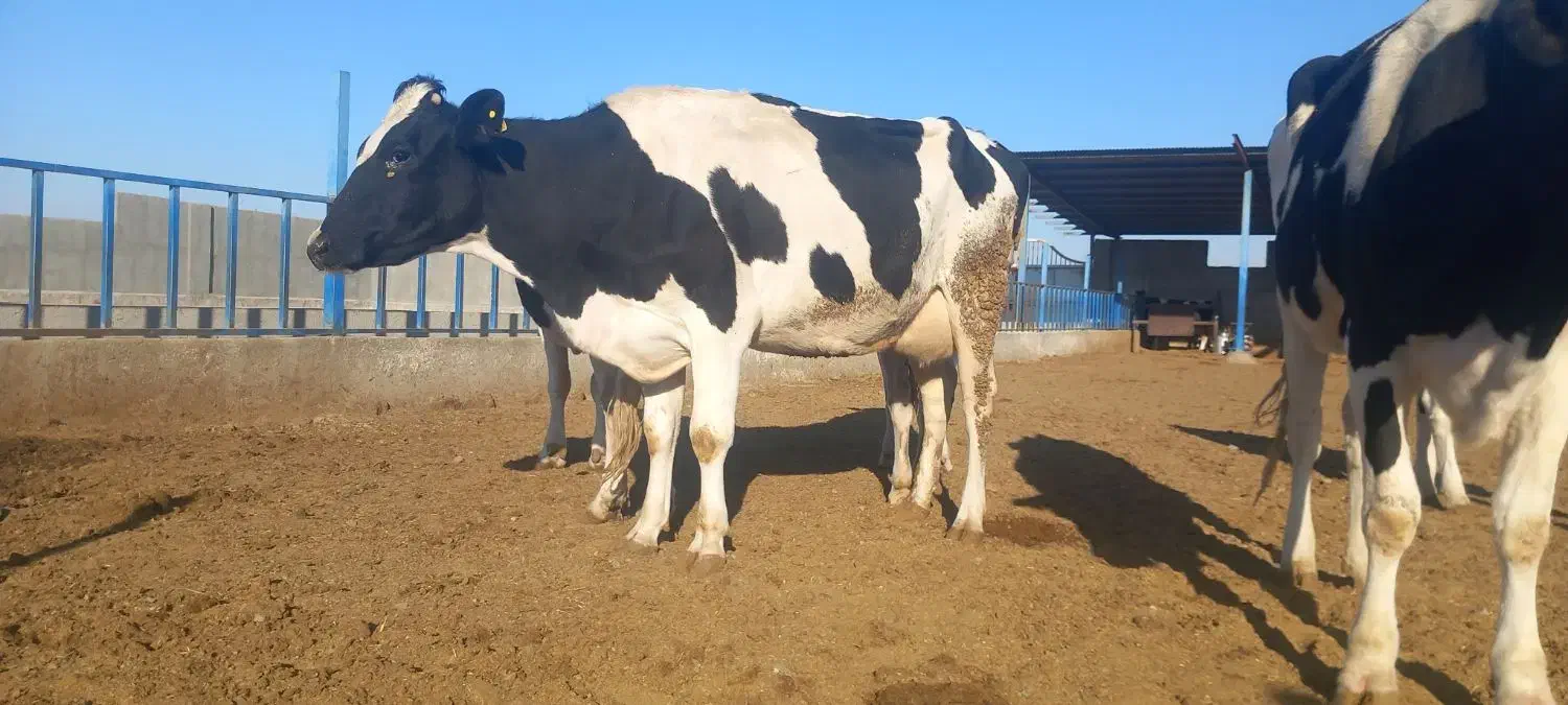 گاوشیری|حیوانات مزرعه|باشتین, |دیوار