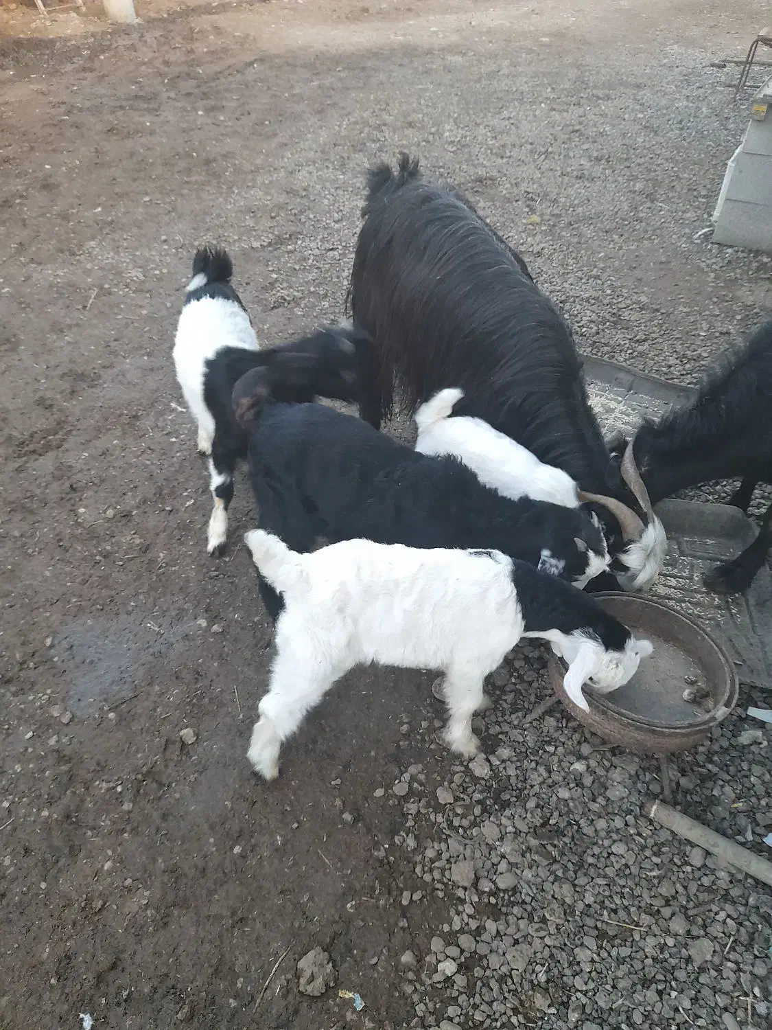 بز داشتی|حیوانات مزرعه|گتوند, |دیوار