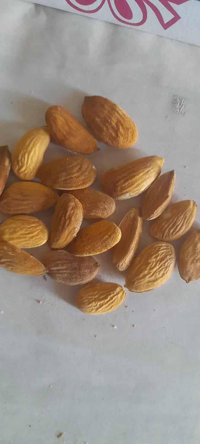 فروش بادام سنگی آبی|خوردنی و آشامیدنی|شیراز, دلگشا|دیوار