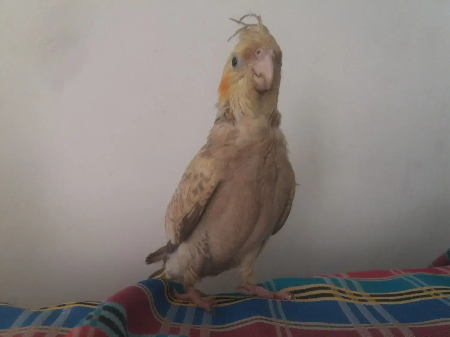 عروس هلندی|پرنده|سنندج, |دیوار