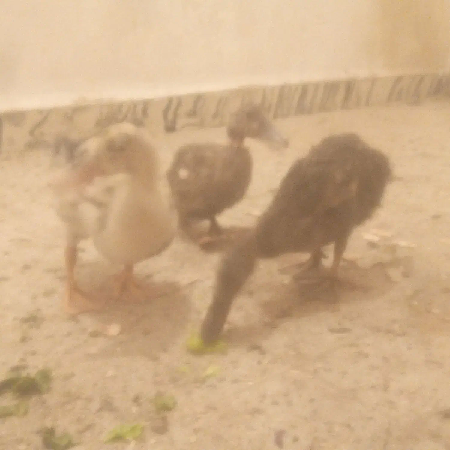 اردک|حیوانات مزرعه|اهواز, حصیرآباد|دیوار