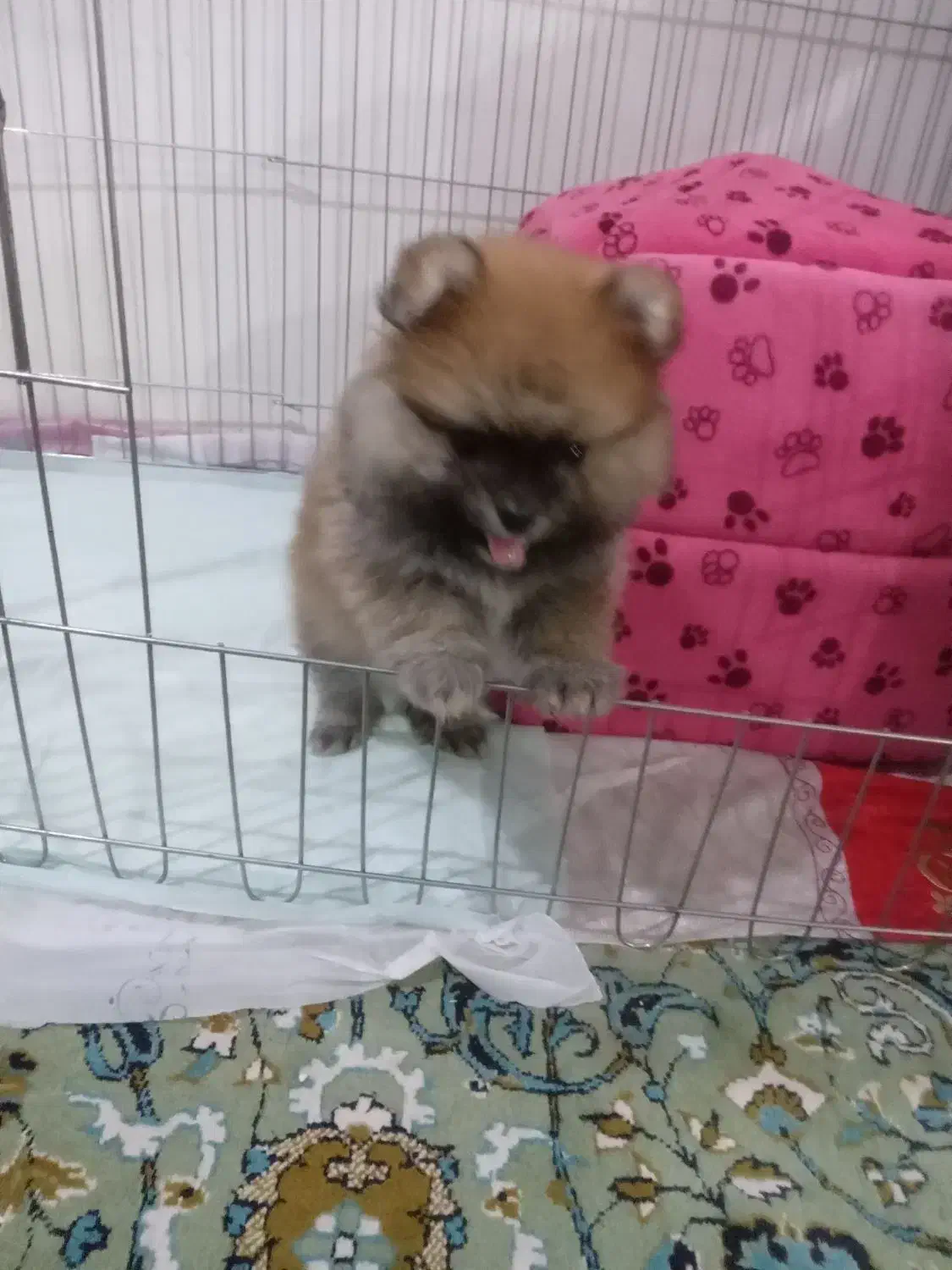 پامرین نژاداصلی عروسکی ۲ساله|سگ|بومهن, |دیوار