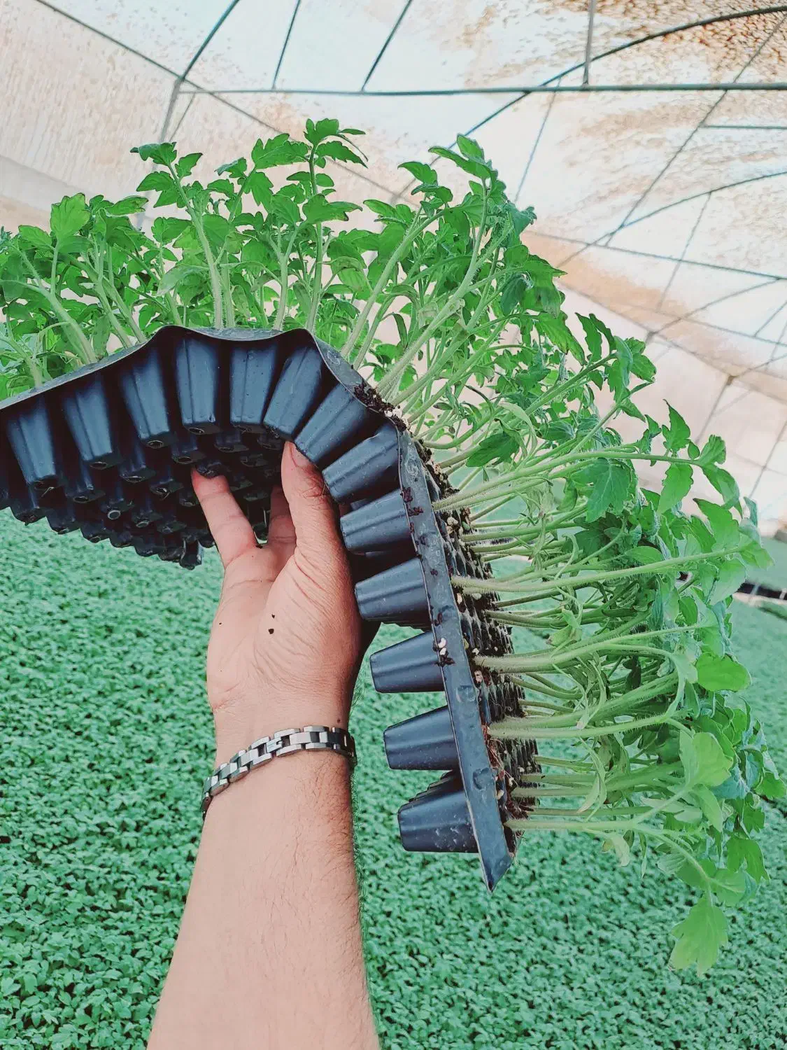 گلخانه وتولید نشا|خدمات باغبانی و درختکاری|کهنوج, |دیوار