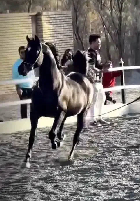 اسب|اسب و تجهیزات اسب‌سواری|میبد, |دیوار