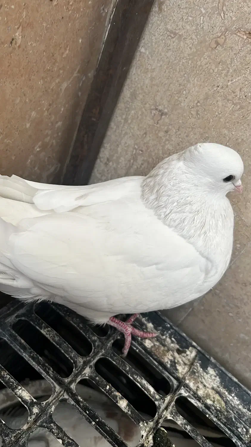 گمشده|حیوانات|شهریار, شهریار|دیوار