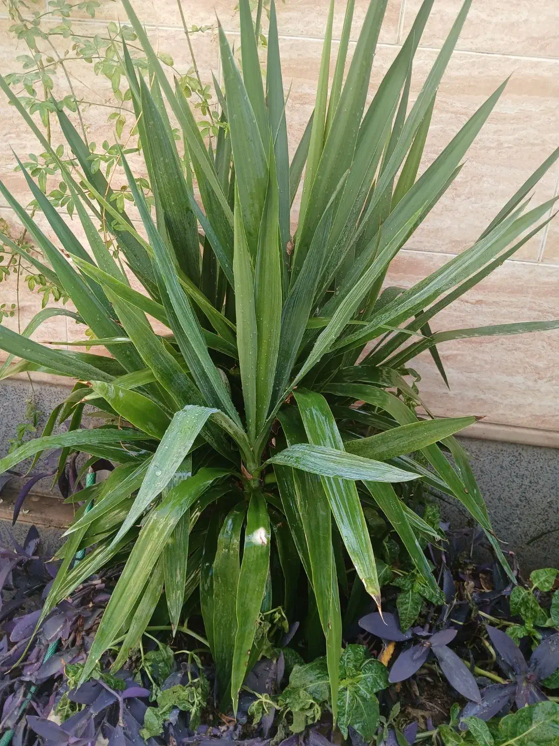 گل یوکا چند سر|گل و گیاه طبیعی|فیروزآباد (فارس), |دیوار