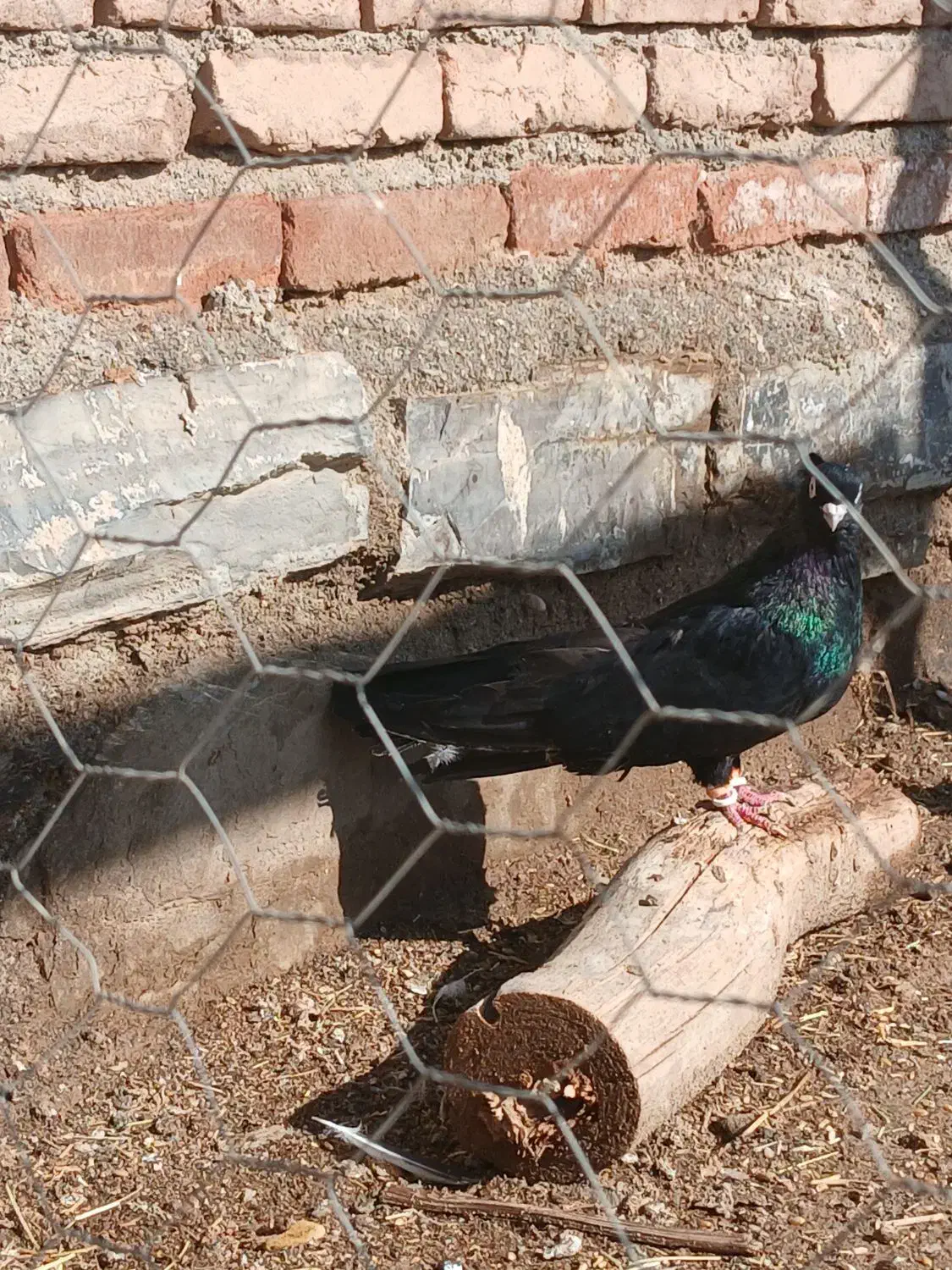 کبوتر|پرنده|میاندوآب, |دیوار