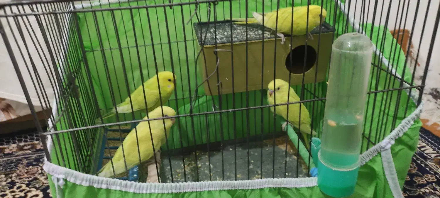 چهار تا یک جفت مرغ عشق مولد با دو جوجه دون خور|پرنده|ایلام, |دیوار