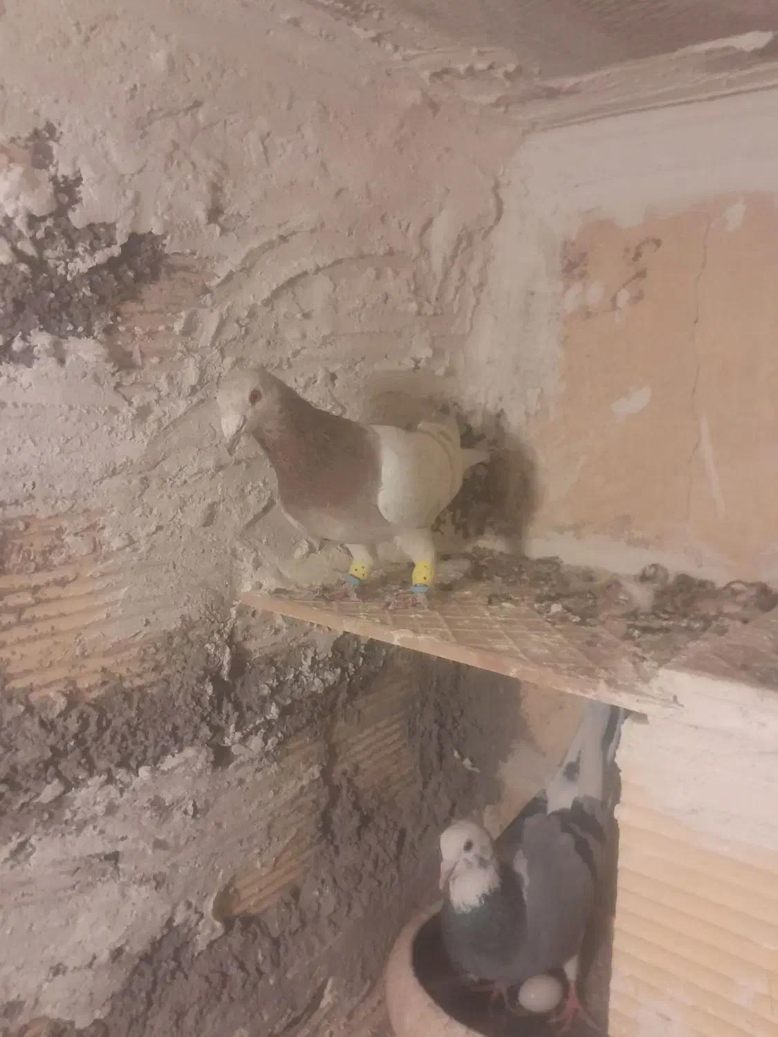 زرد هفترنگ خطی پرنده|پرنده|قزوین, |دیوار