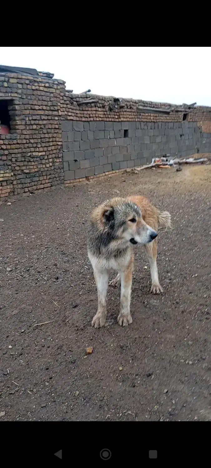 یک سگ گله ای|سگ|سمنان, |دیوار