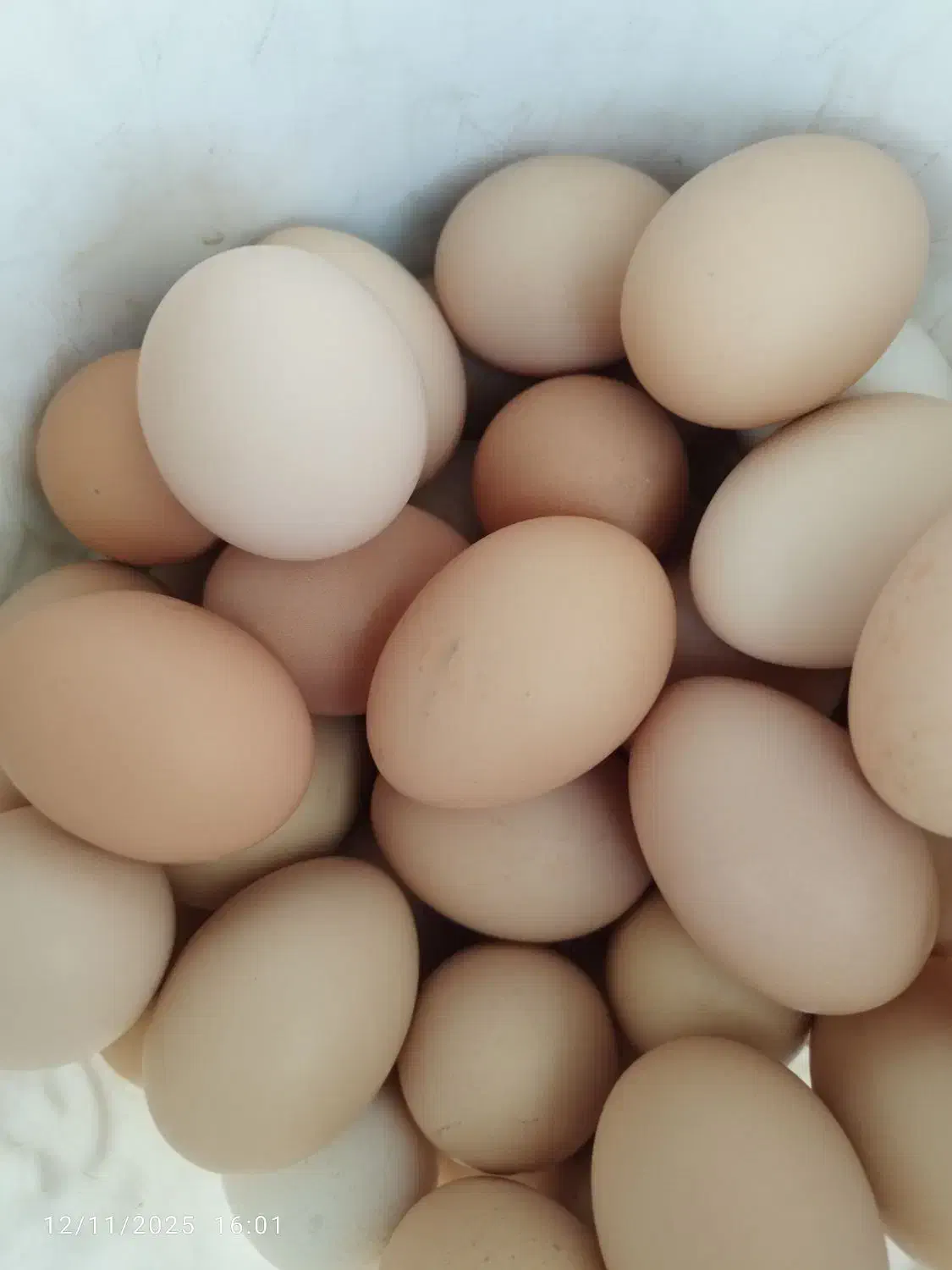 تخم مرغ محلی|خوردنی و آشامیدنی|سبزوار, توحیدشهر|دیوار