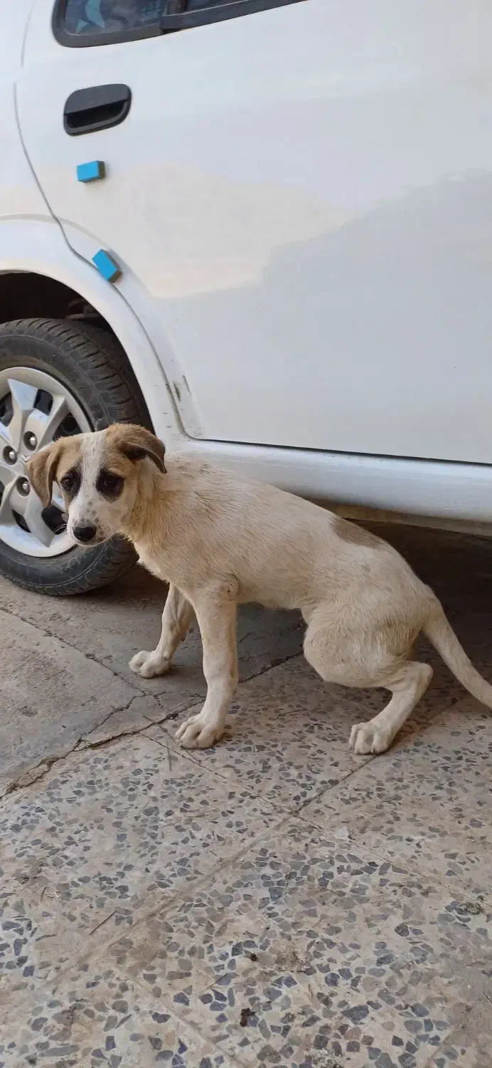 سگ خانگی پاکوتاه|سگ|خرم‌آباد, |دیوار