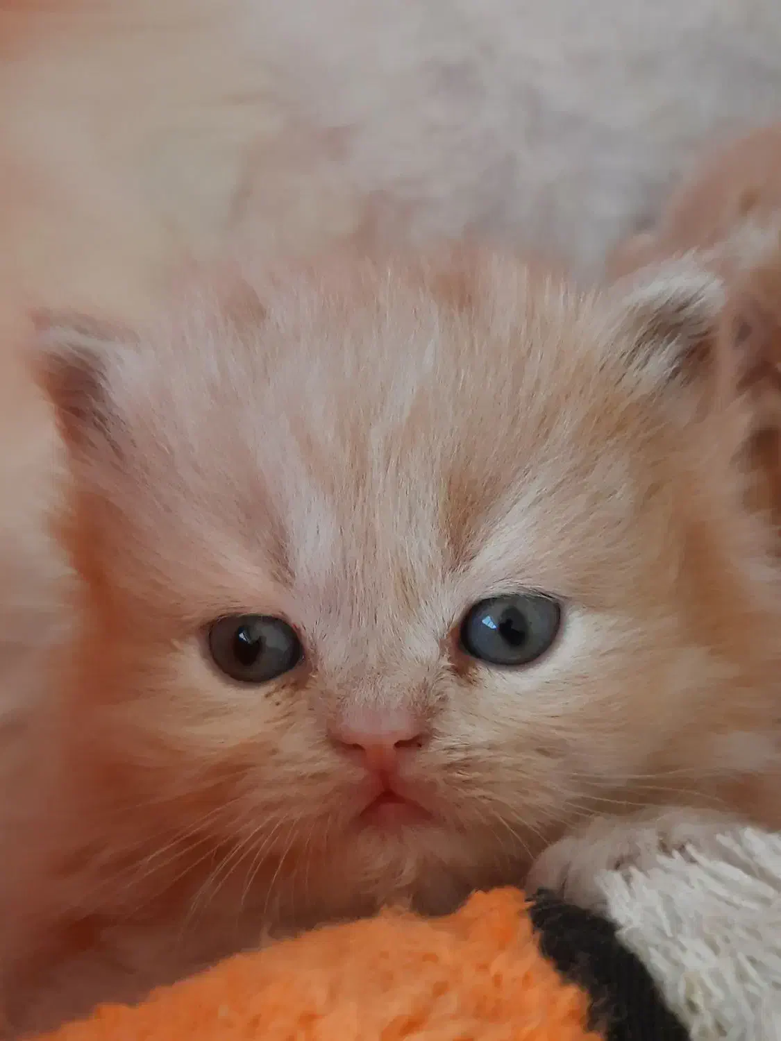 بچه گربه|گربه|کرمانشاه, |دیوار