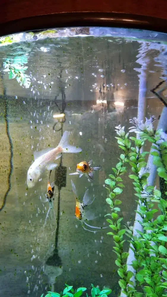 ماهی آلمانی|ماهی|مشهد, شهید فرامرز عباسی|دیوار