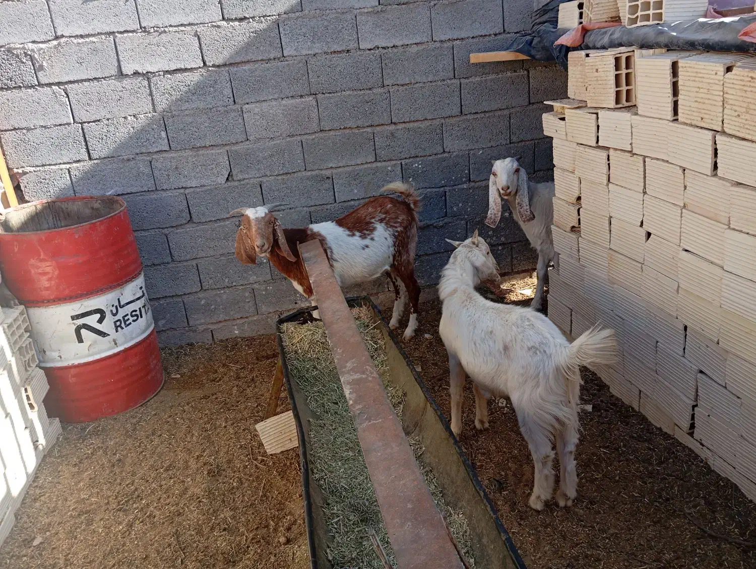 فروش دوعد بز پاکستانی|حیوانات مزرعه|شهر بابک, |دیوار