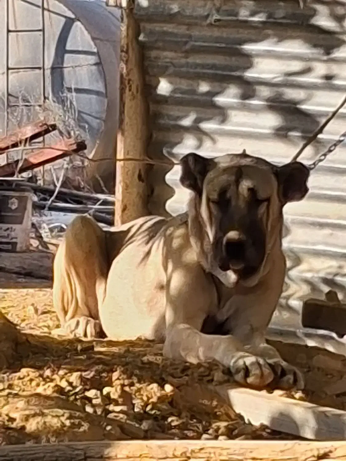 سگ سرابی و آلابای نژاد اصیل|سگ|شیراز, داریون|دیوار