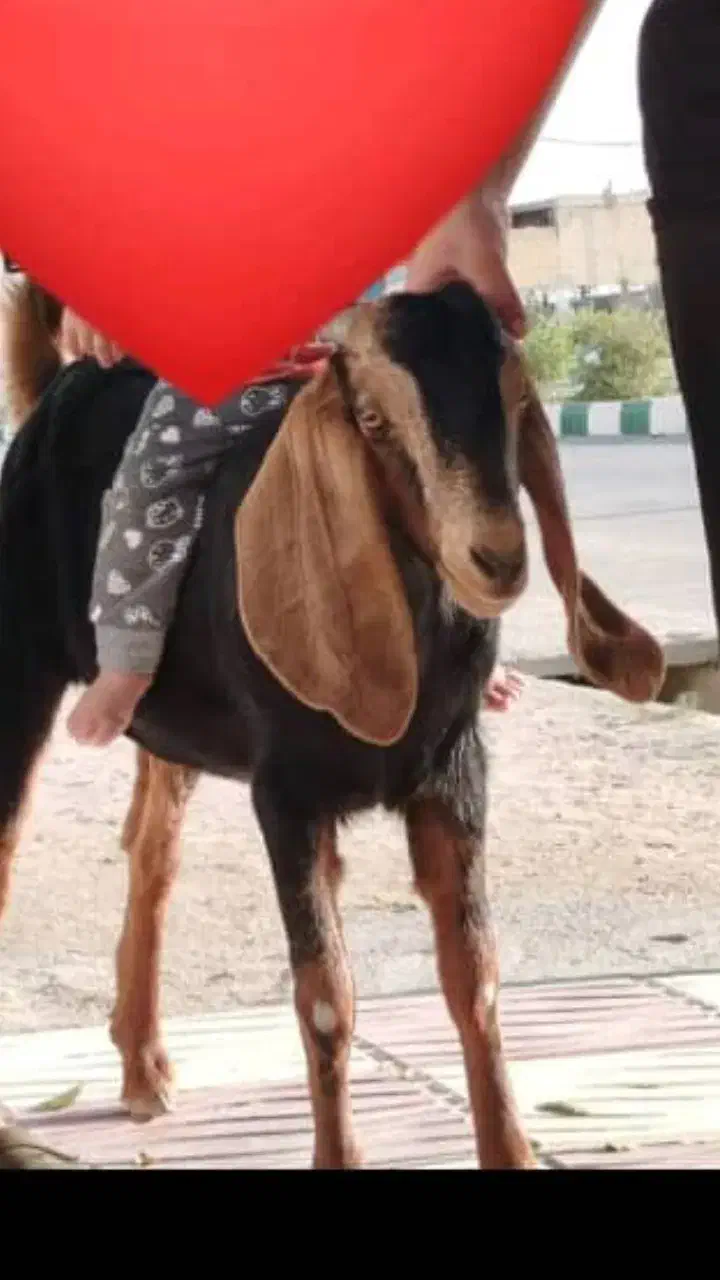 گمشده درلیکک|حیوانات|لیکک, |دیوار