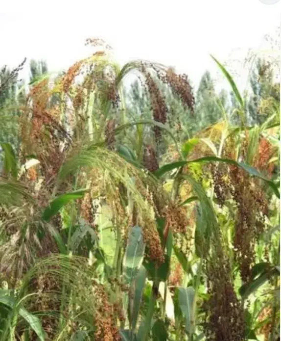 جارو خشک|لوازم جانبی حیوانات|میانه, |دیوار